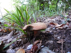 Xerocomus subtomentosus