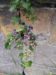 Ampelopsis