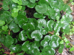 Asarum europaeum