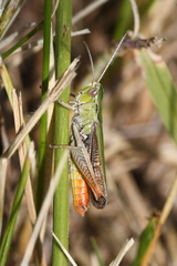 Stenobothrus lineatus