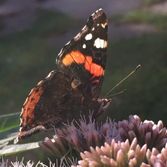 Vanessa atalanta