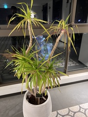 Dracaena cambodiana