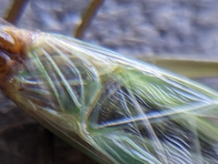Oecanthus pini