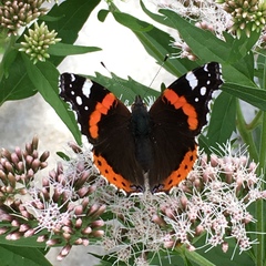 Vanessa atalanta