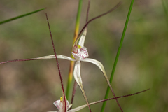 Caladenia varians
