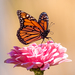 Mariposa Monarca - Photo (c) Terence Gui, algunos derechos reservados (CC BY-NC), subido por Terence Gui