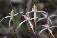 Caladenia varians