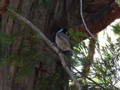 Poecile gambeli