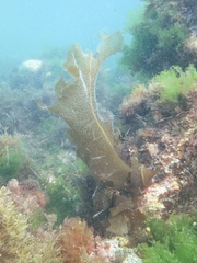Undaria pinnatifida