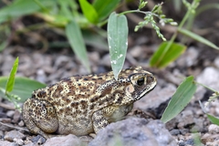 Duttaphrynus melanostictus