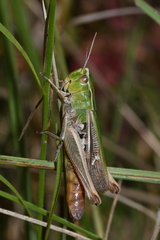 Stenobothrus lineatus