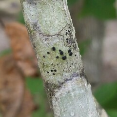 Caliciaceae