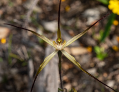 Caladenia xantha