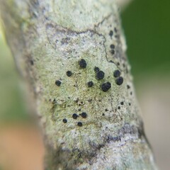 Caliciaceae