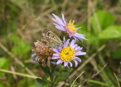 Polyommatus coridon