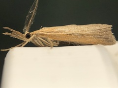 Thaumatopsis pexellus
