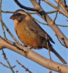 Saltator aurantiirostris