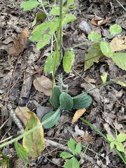 Lithospermum tuberosum