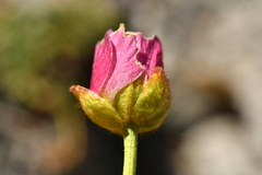 Ranunculus glacialis