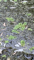 Salvinia natans