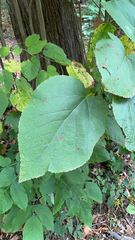 Tilia americana