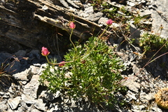 Ranunculus glacialis