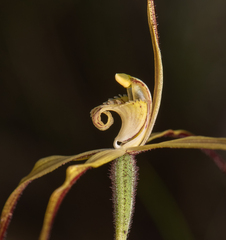 Caladenia xantha