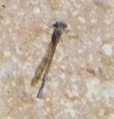 Argia tonto