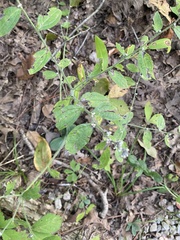 Lithospermum tuberosum
