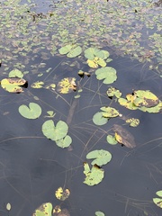 Nuphar lutea