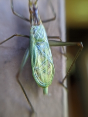 Oecanthus pini