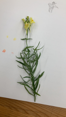 Linaria vulgaris