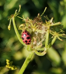 Coleomegilla maculata