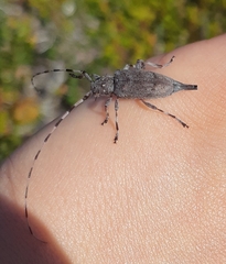 Acanthocinus aedilis