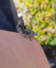 Acanthocinus aedilis