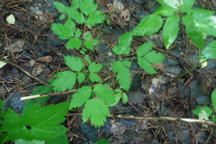 Actaea spicata
