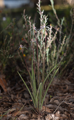 Caladenia varians