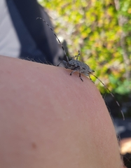 Acanthocinus aedilis