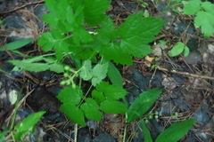 Actaea spicata