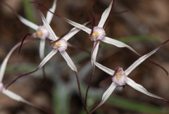Caladenia varians