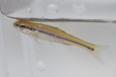 Pimephales notatus