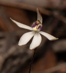 Caladenia saccharata