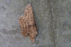 Hypomecis punctinalis