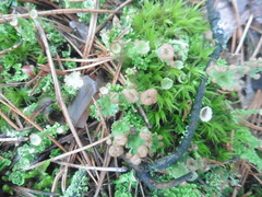 Cladonia