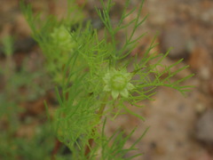 Cosmos parviflorus