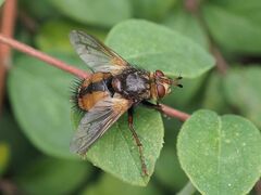 Tachina fera