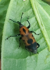 Rhodobaenus quinquepunctatus