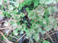 Cladonia