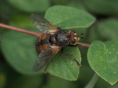 Tachina fera