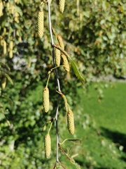 Betulaceae